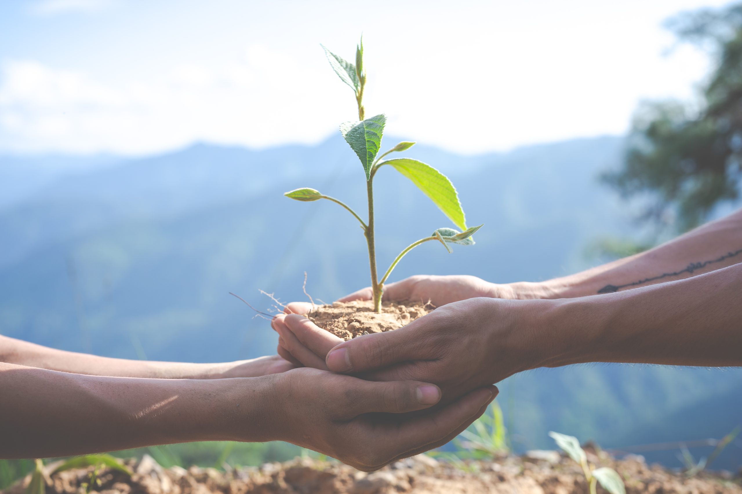 Concept of environmental conservation in the garden for children.